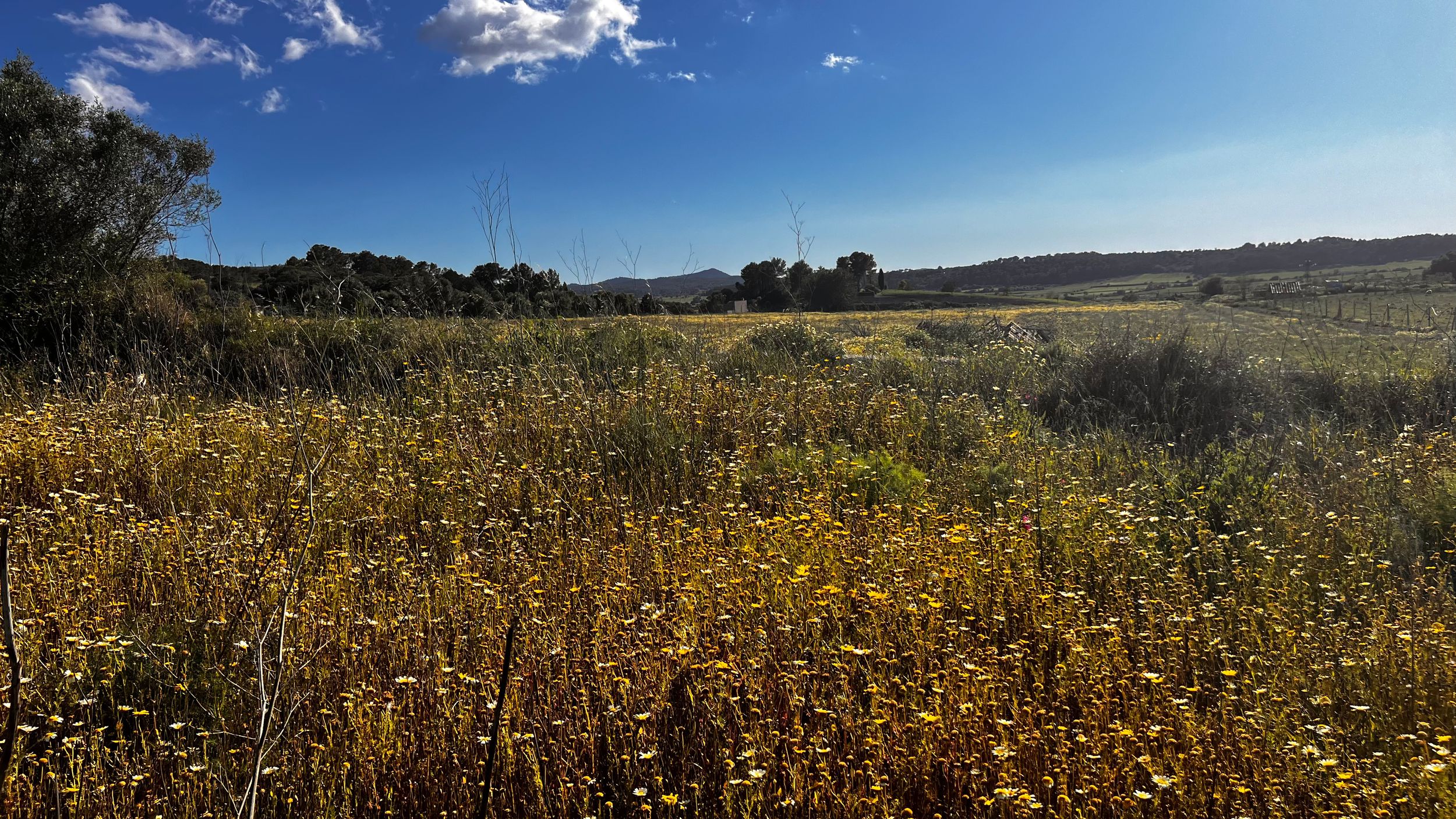 A vibrant field of yellow wildflowers stretches across a sunny landscape with trees and blue sky in the background.