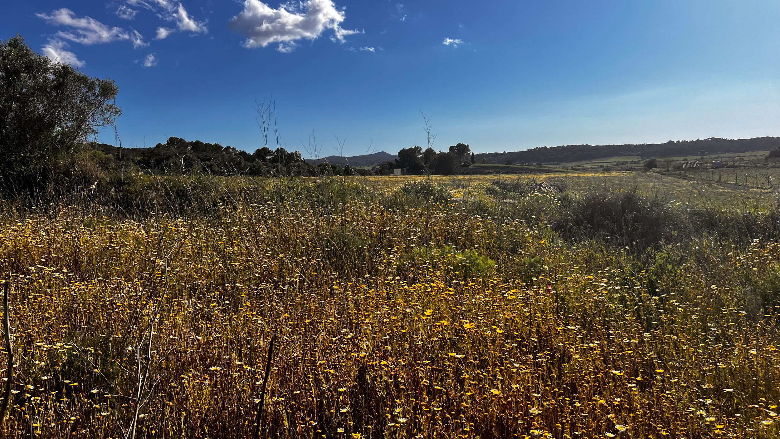 A vibrant field of yellow wildflowers under a blue sky with rolling hills and trees in the background.