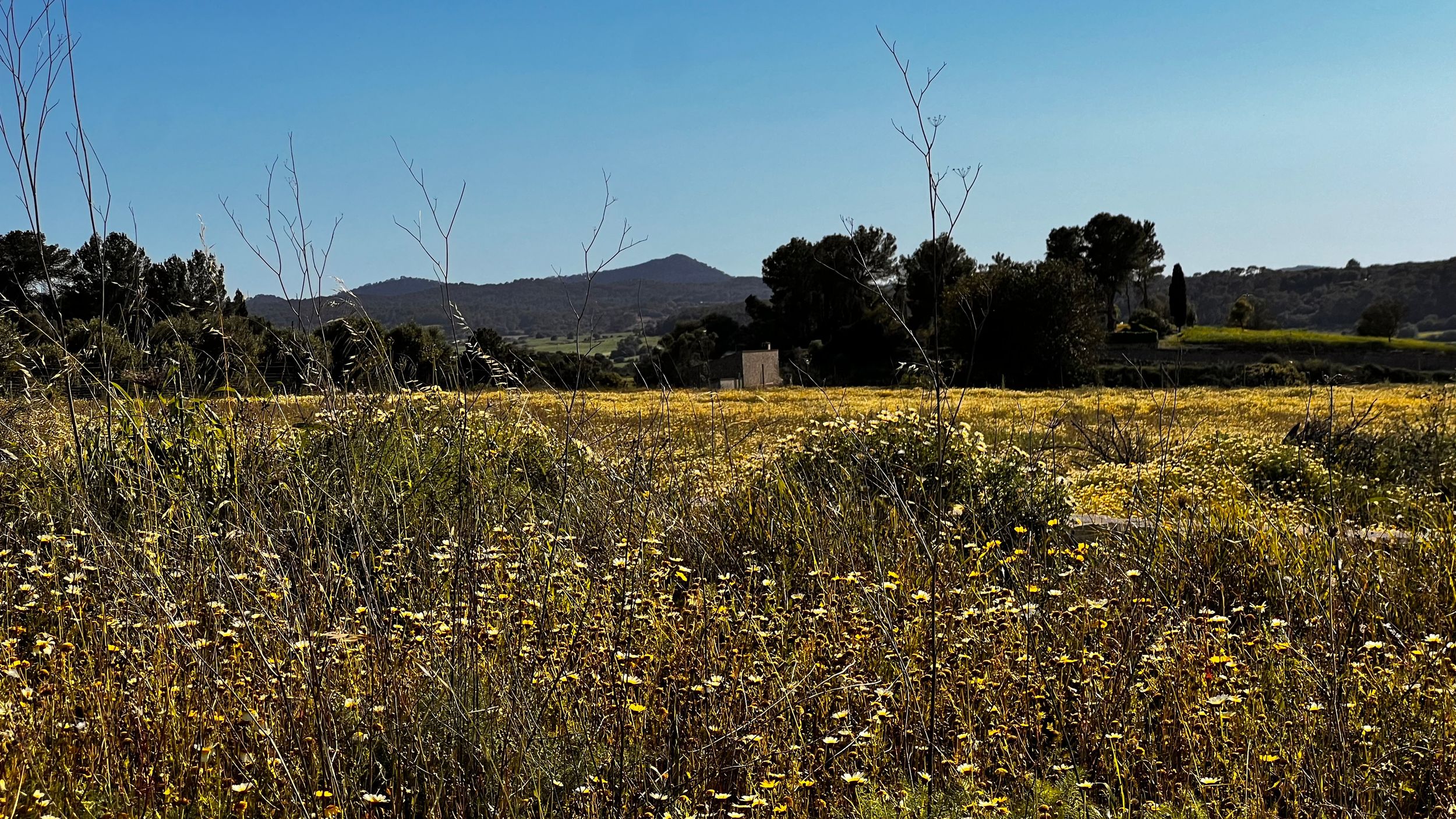 A scenic meadow filled with yellow wildflowers, green shrubs, and trees with mountains under a clear blue sky.