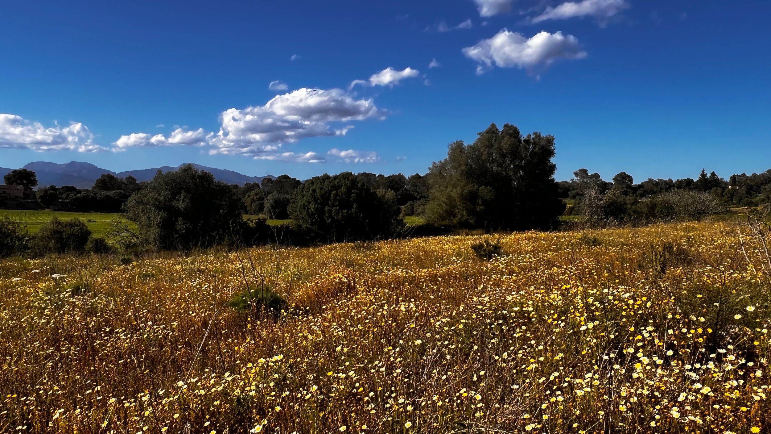 Vibrant wildflower meadow with yellow and white blooms under a bright blue sky with fluffy clouds and distant mountains.