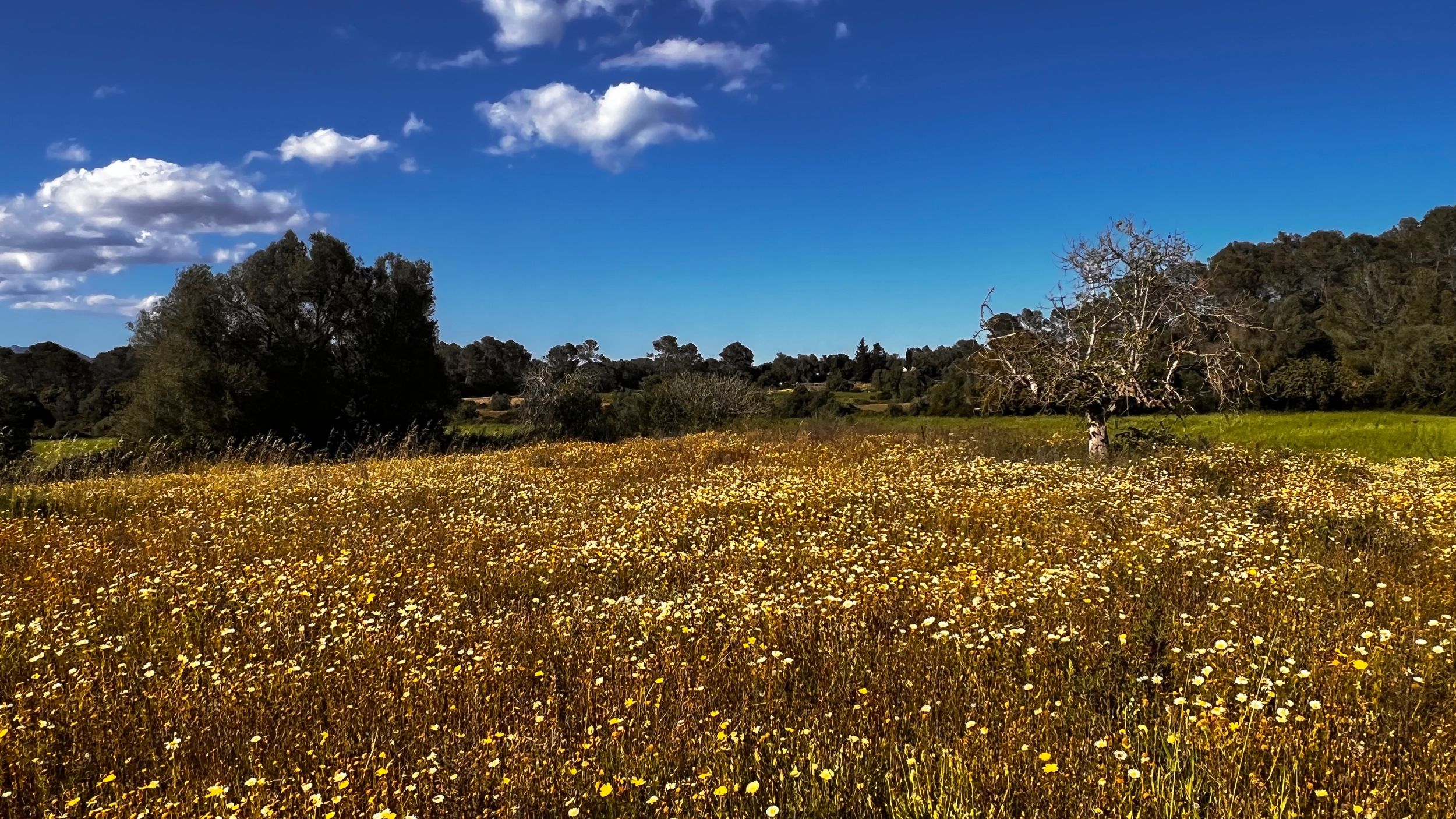 A vibrant wildflower meadow with yellow blooms under a bright blue sky with scattered clouds and trees in the background.