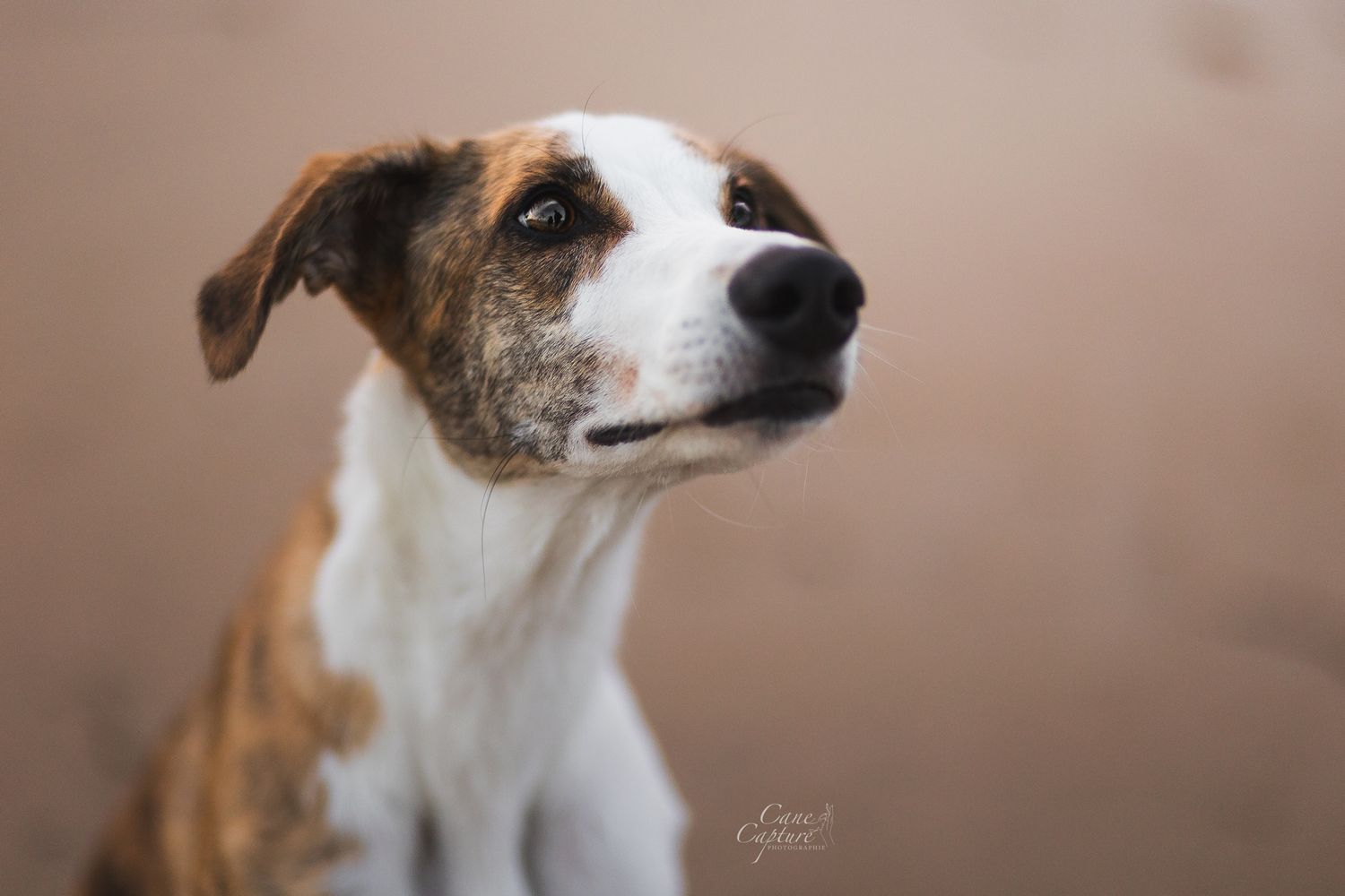 photo-chien-exterieur-tours-saint-malo-chloe-frigo