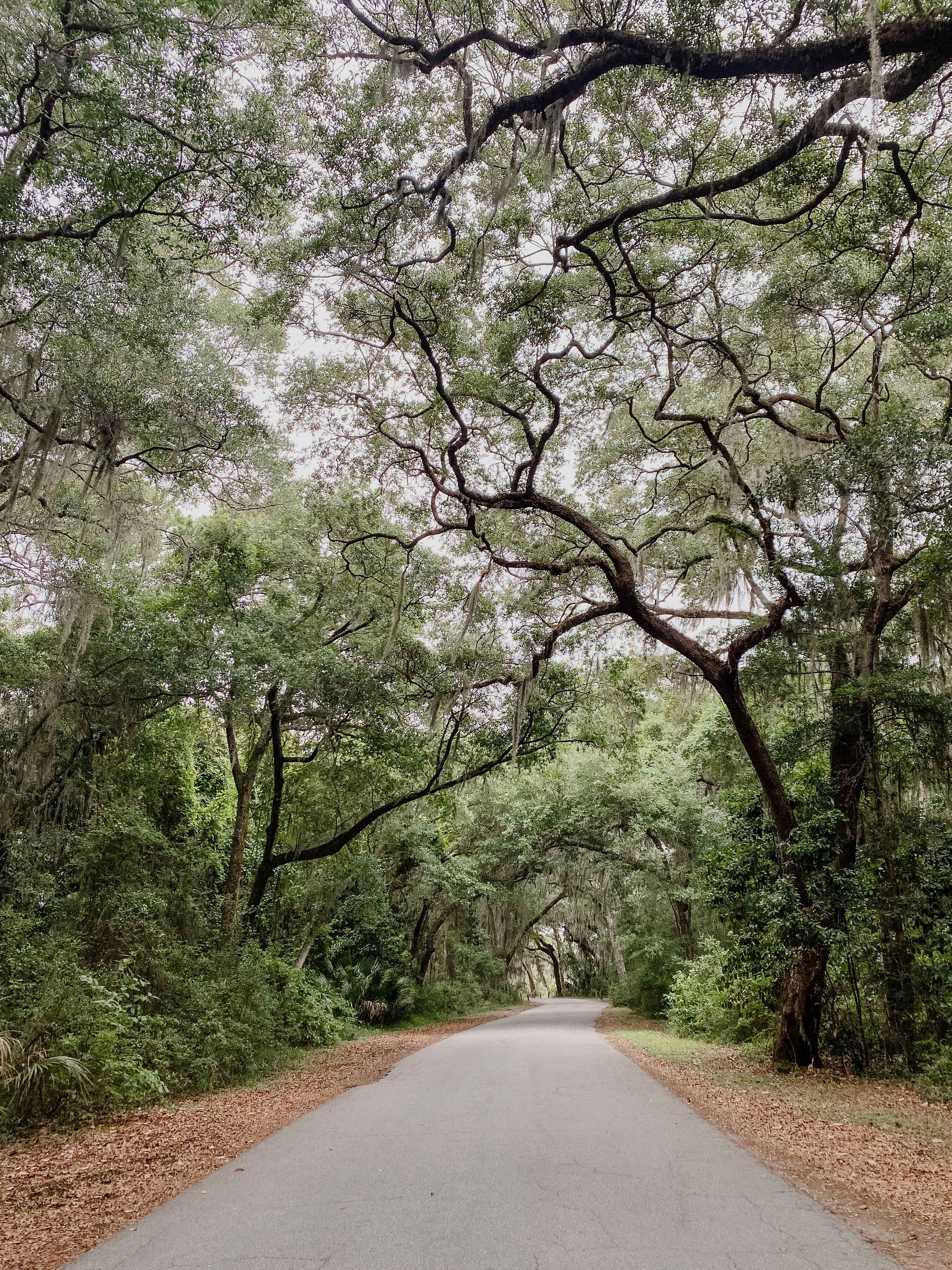 A peaceful tree-lined path with Spanish moss hanging from live oak trees on Jekyll Island in Georgia.