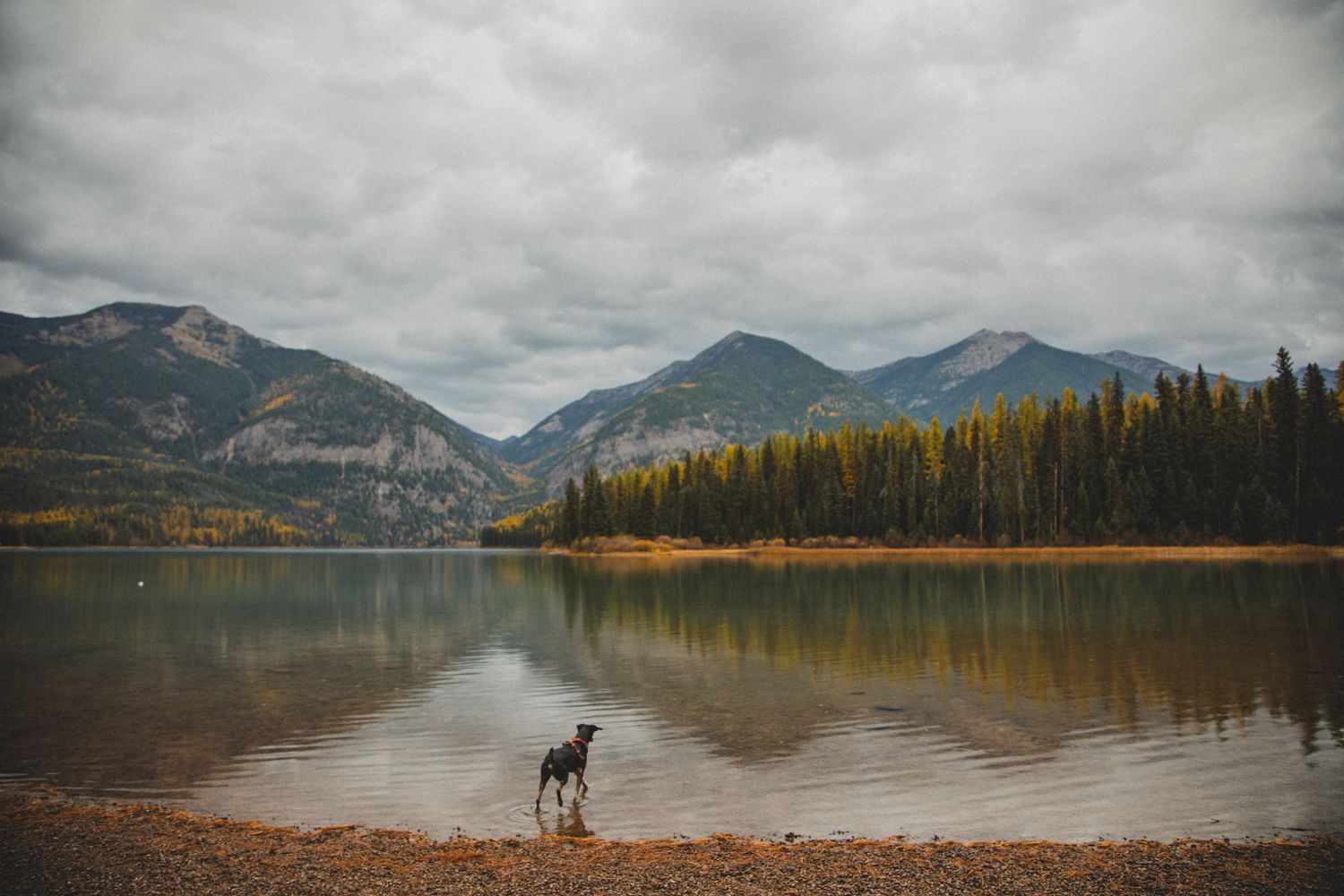 A dog stands at the edge of a serene Montana mountain lake with fall colors reflecting in the still water.