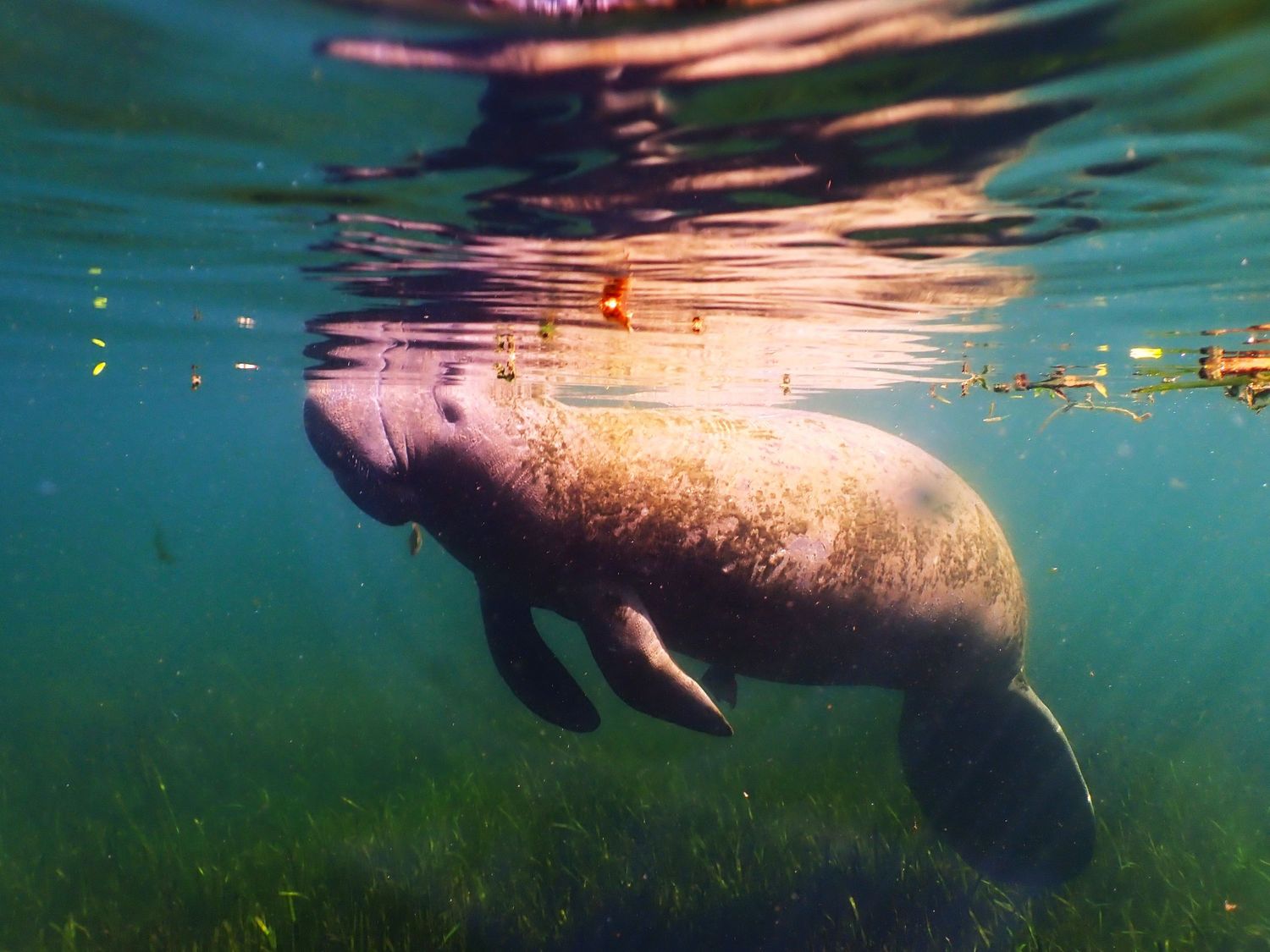 Manatee swimming underwater in crystal clear turquoise waters with sunlight filtering through the surface.