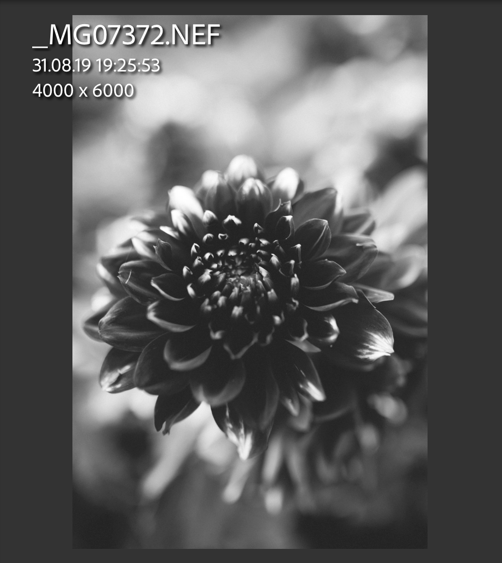 Black and white macro photograph of a dahlia flower with detailed petals.