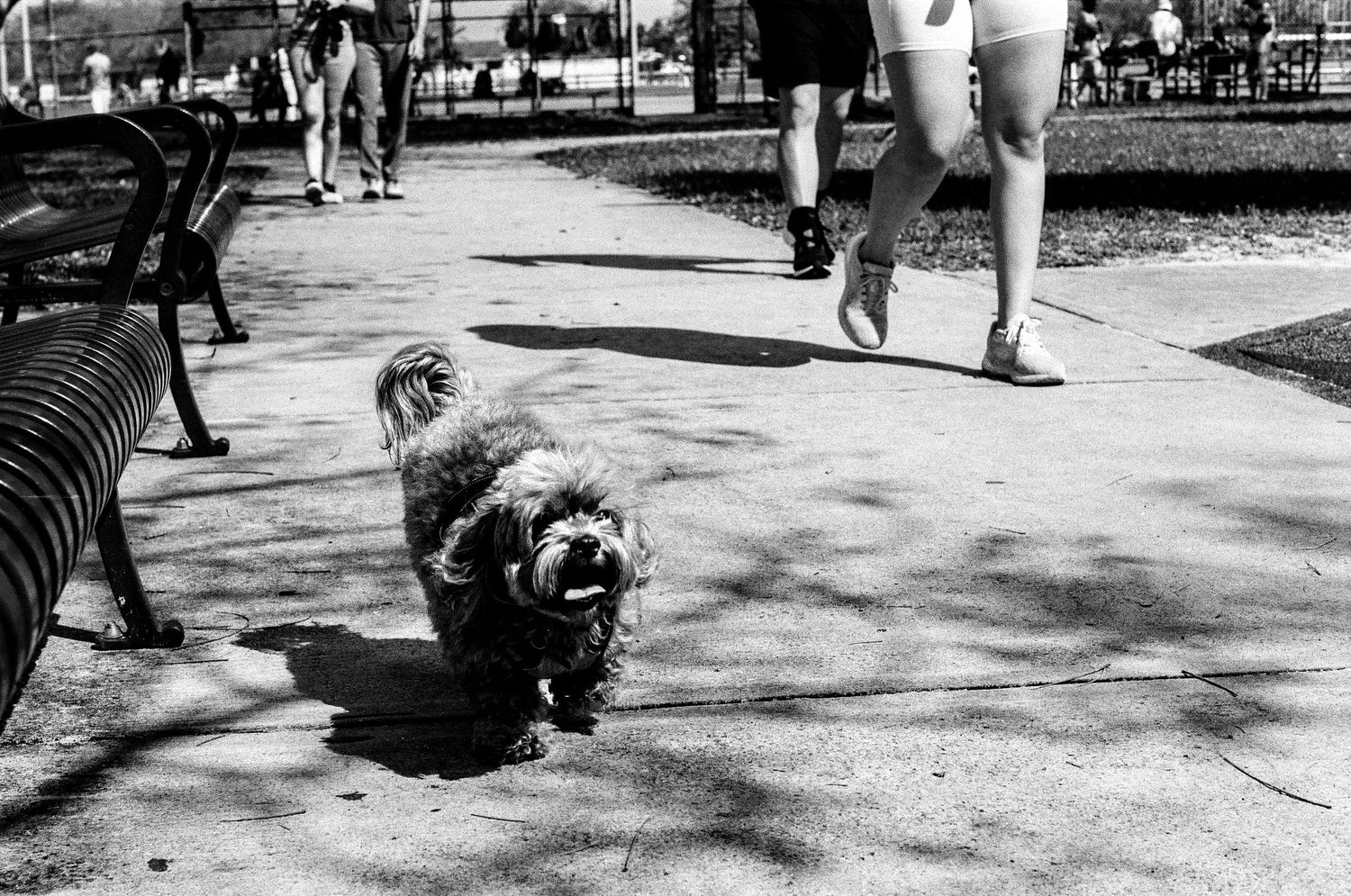 A small black and white dog walks on a paved pathway with pedestrians in the background on a sunny day.