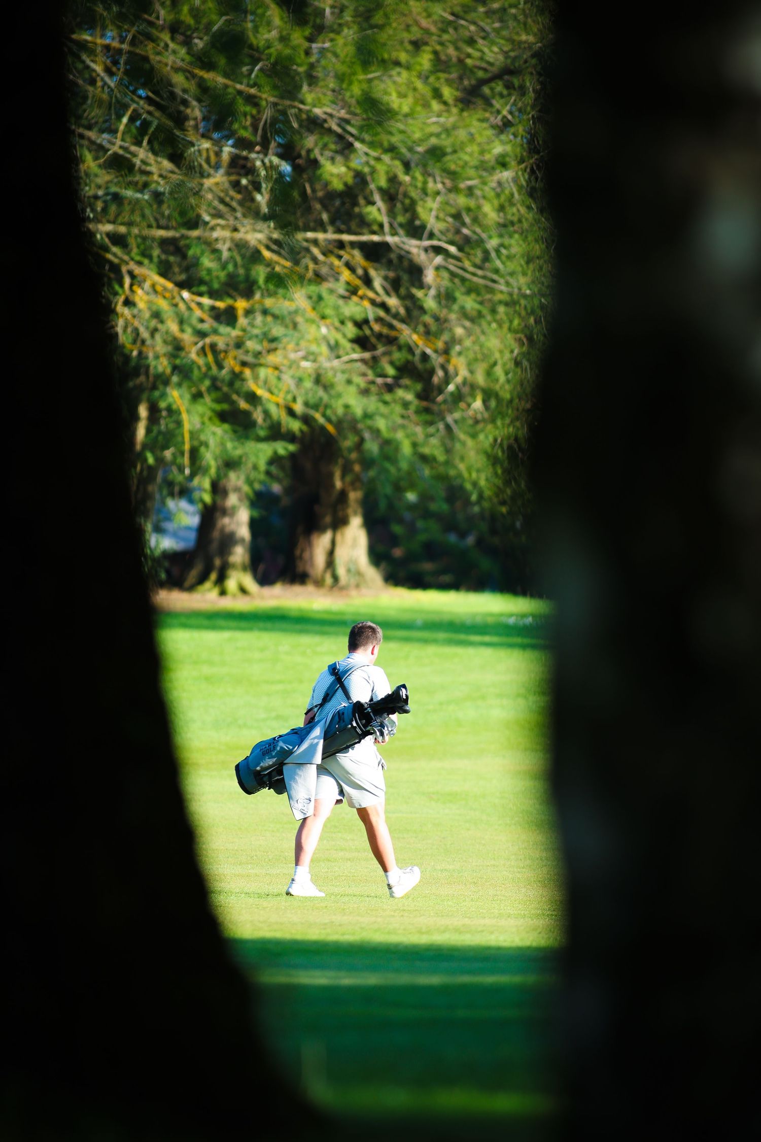 A golfer carrying a golf bag walks across a sunlit green fairway framed by trees.