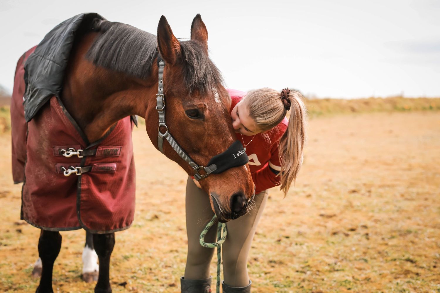 A brown horse wearing a red blanket and halter stands in a dusty field.