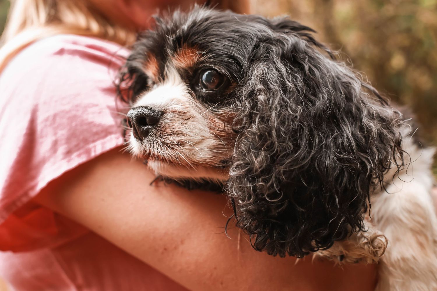 A close up of a black and white Cavalier King Charles Spaniel puppy being held in someone's arms.