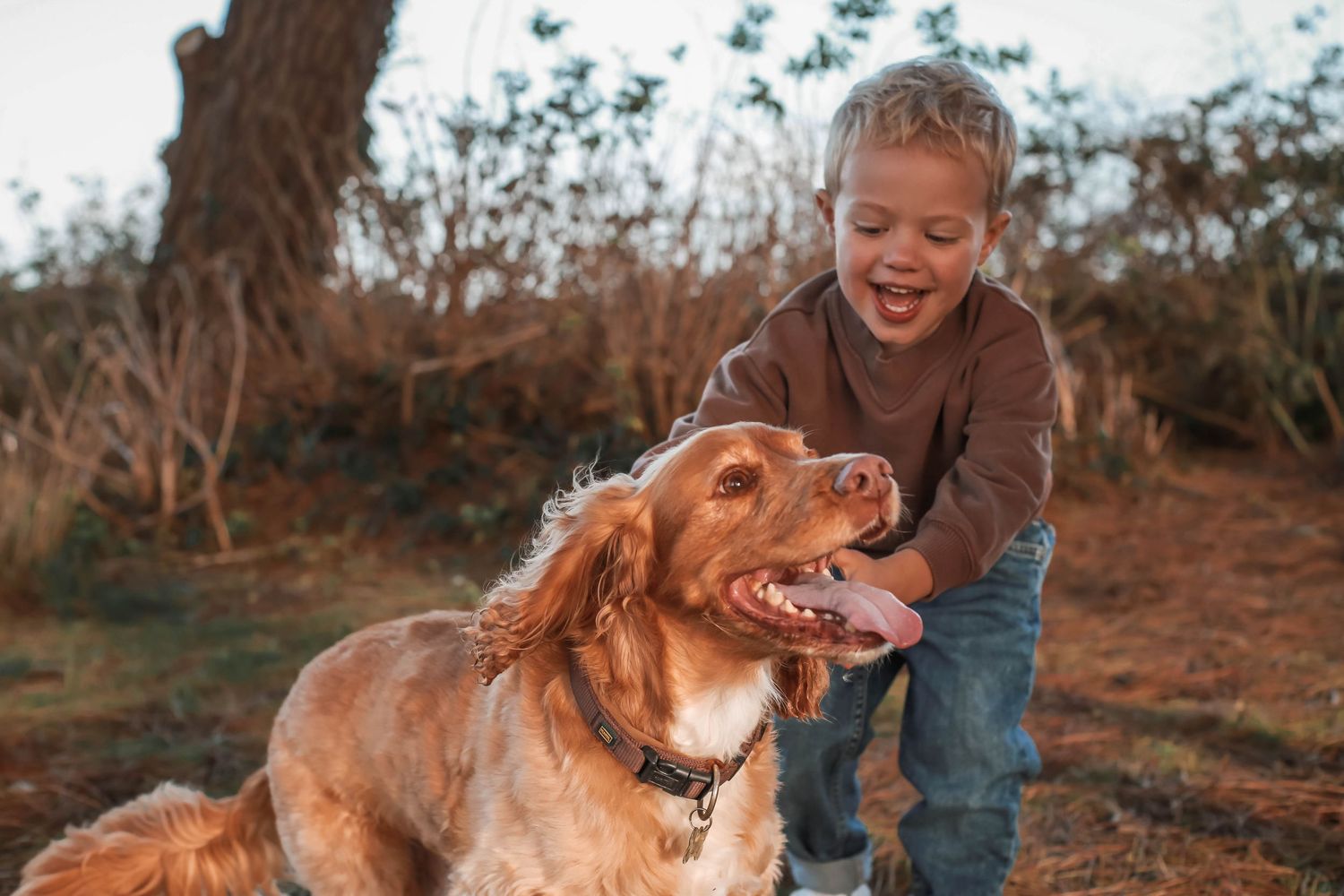 Golden retriever dog sitting outdoors while a joyful person interacts with them on an autumn day.