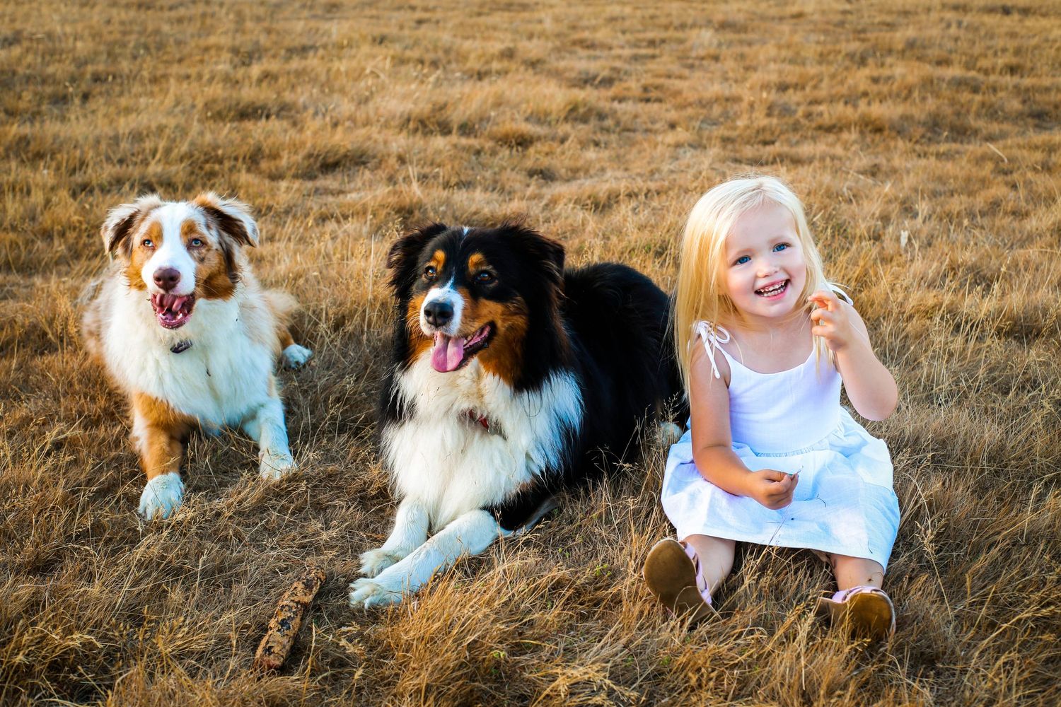 Young child in white dress sitting in a grassy field with two Australian Shepherd dogs on a sunny afternoon.