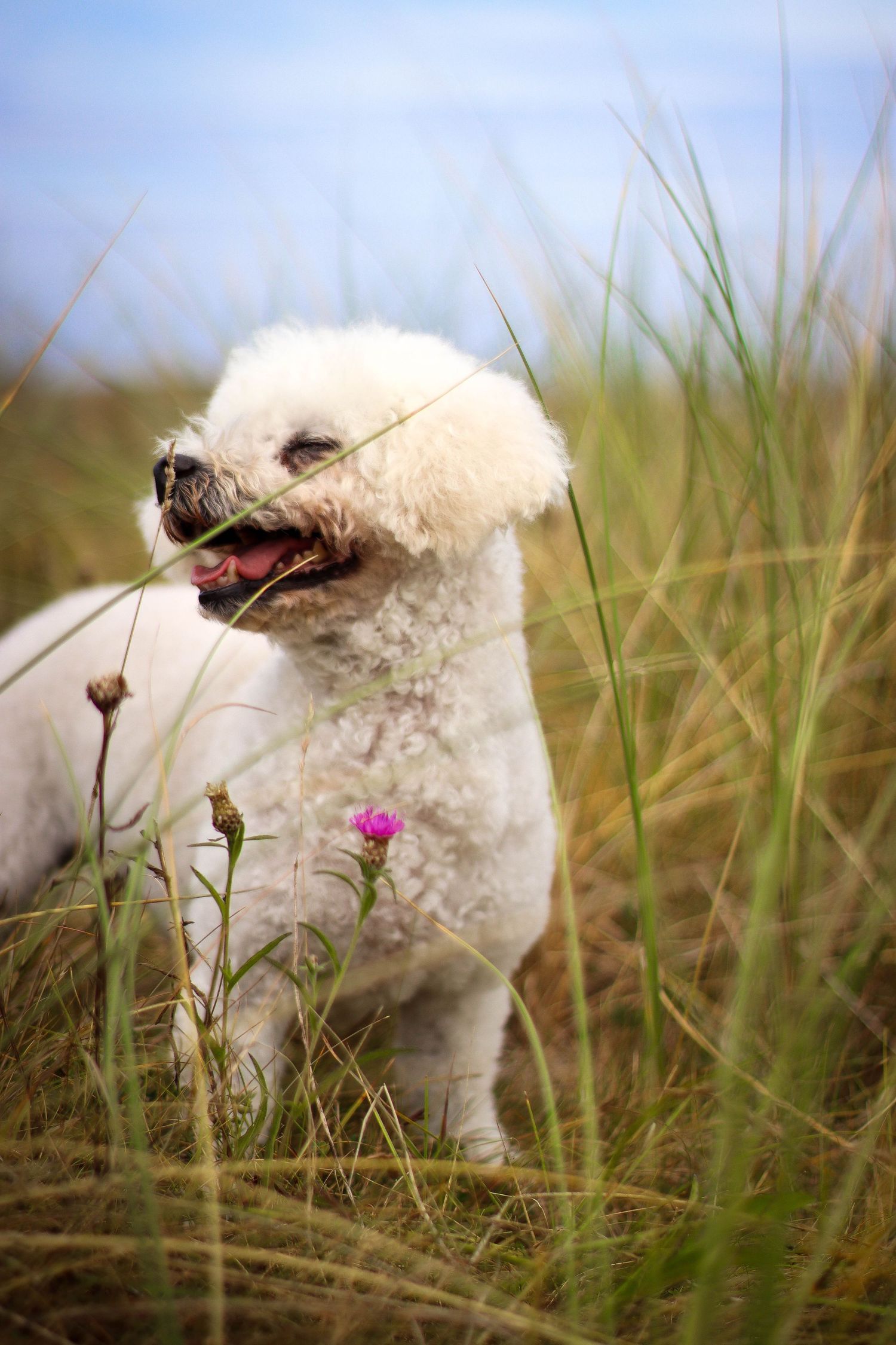 White fluffy Bichon Frise dogs playing and exploring together in tall grass on a sunny day.