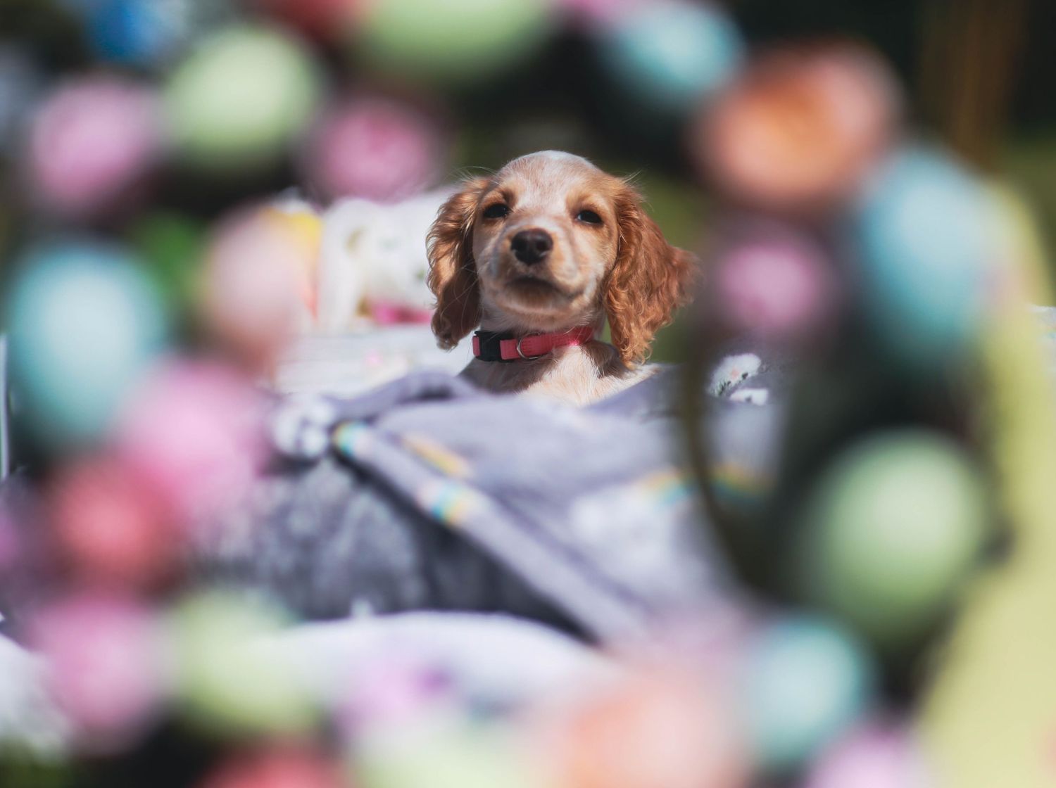 A cocker spaniel puppy peeks out from a blanket with colorful blurry bokeh lights in the background.
