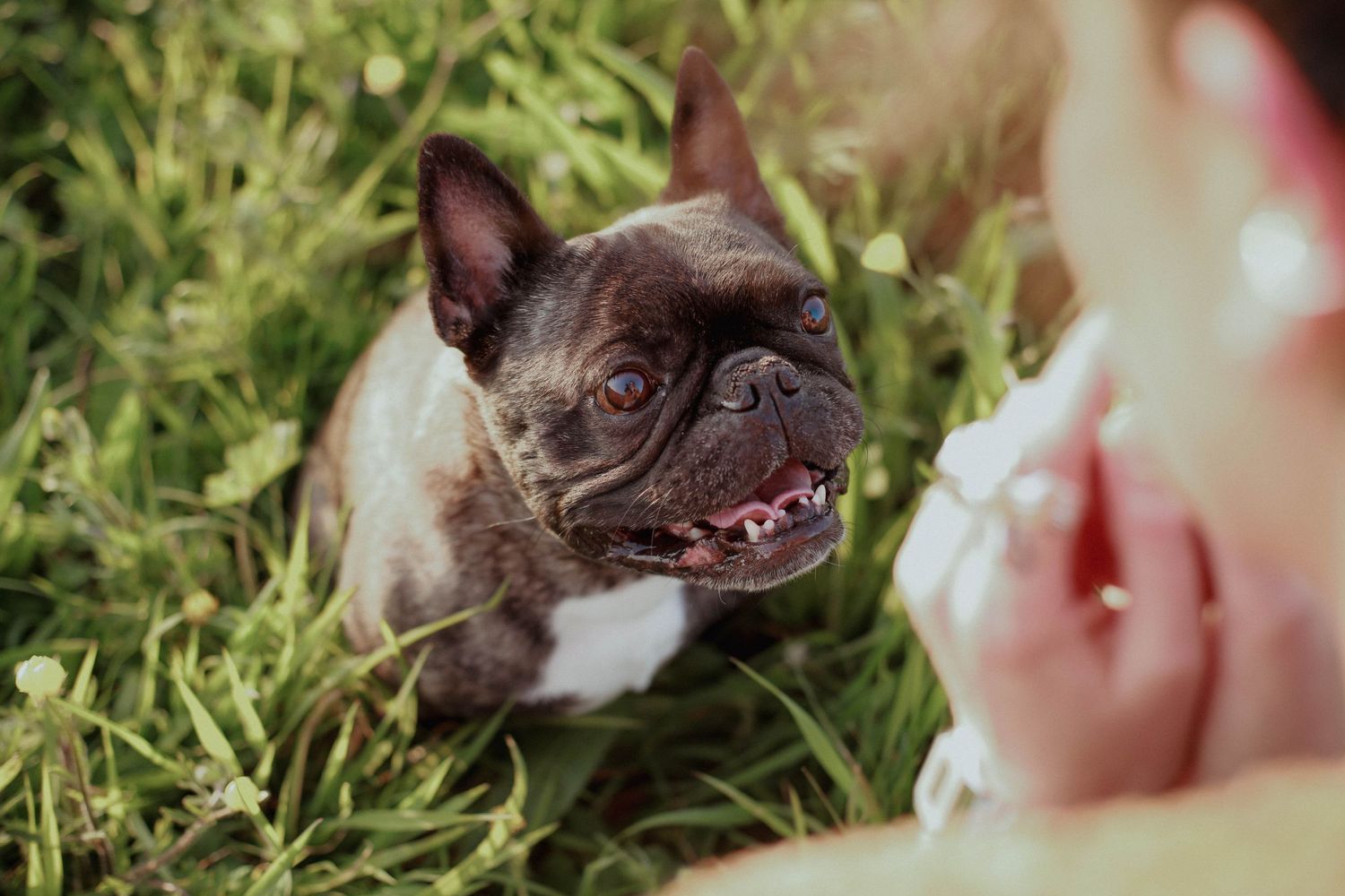 Small brown French Bulldog puppy licks hand while playing in green grass on sunny day.