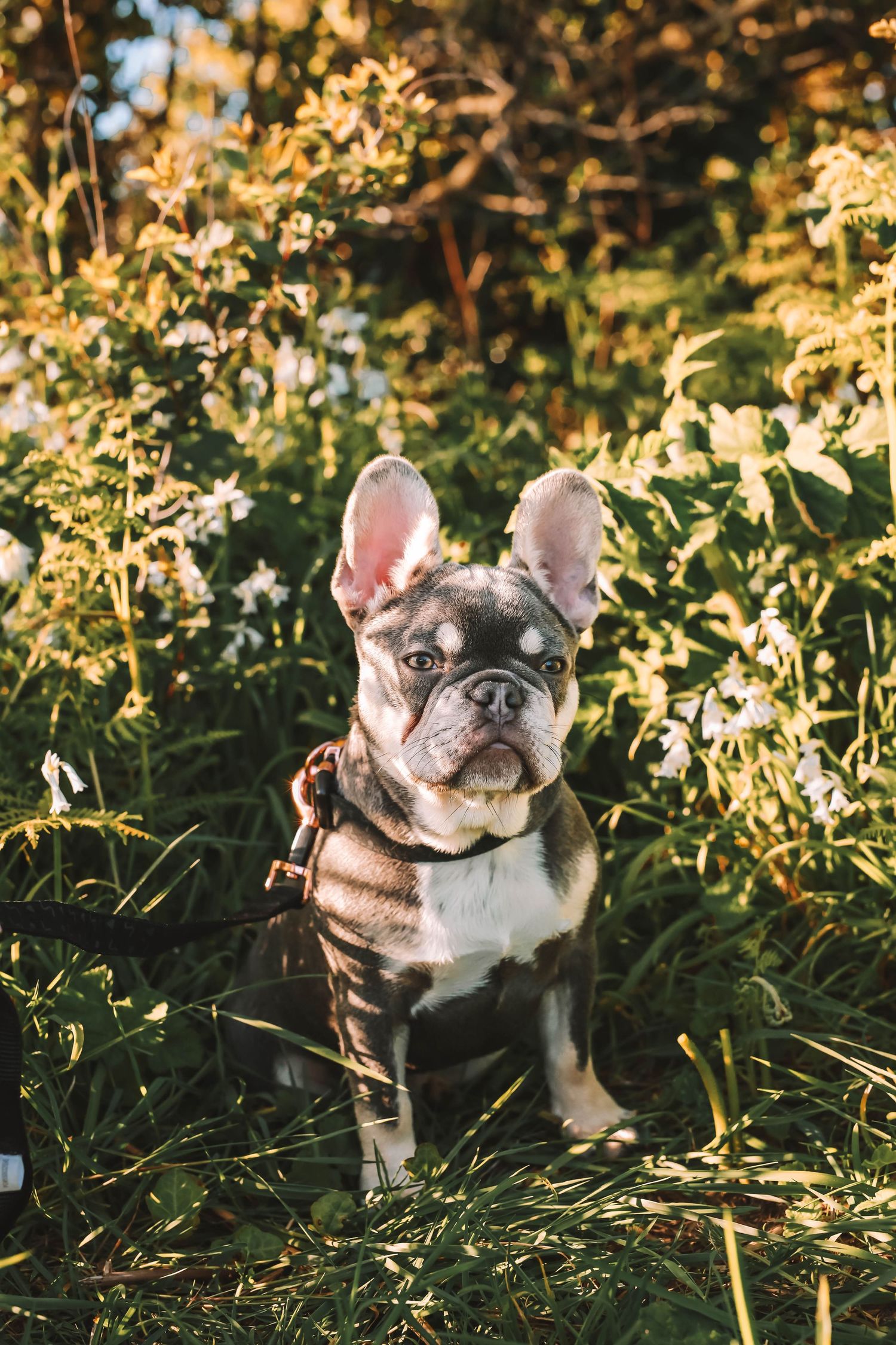 A French Bulldog sits alert in a garden with sunlit foliage in the background during golden hour.