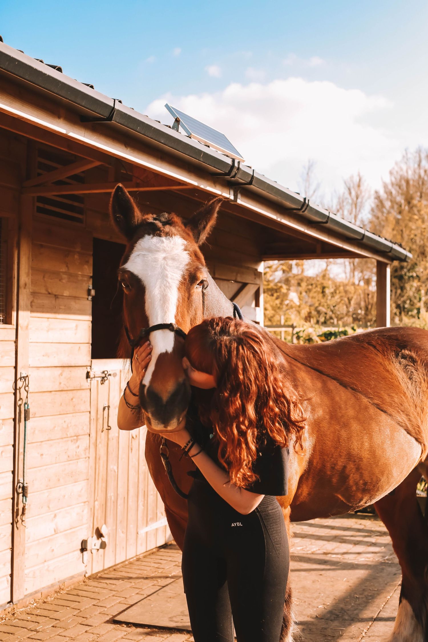 Brown horse stands beside wooden stable in autumn sunlight while receiving grooming care and attention.
