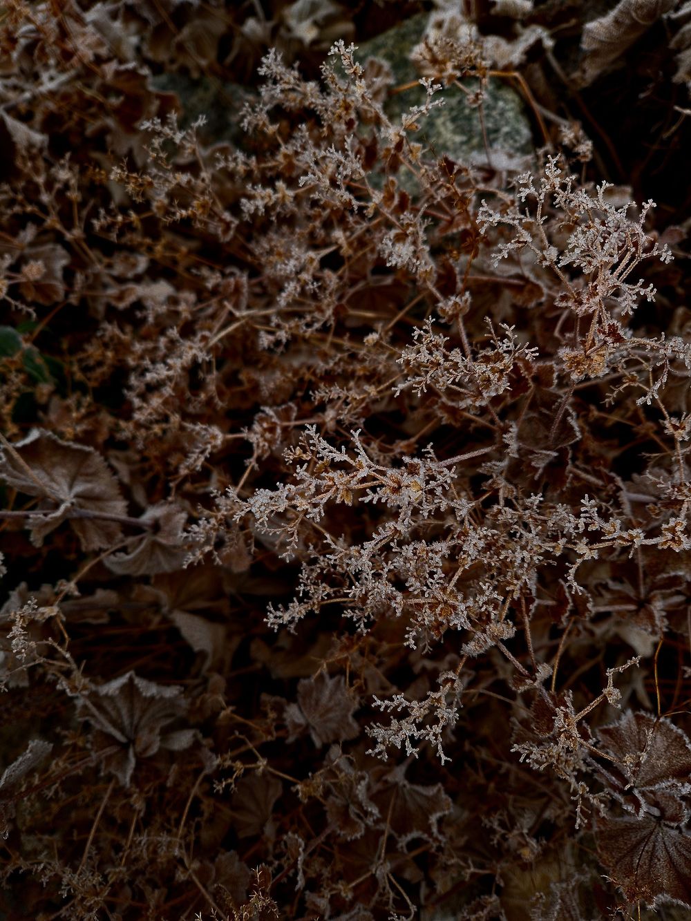 Abstract brown-tinted floral patterns forming an intricate lace-like design with delicate frost-covered branches.