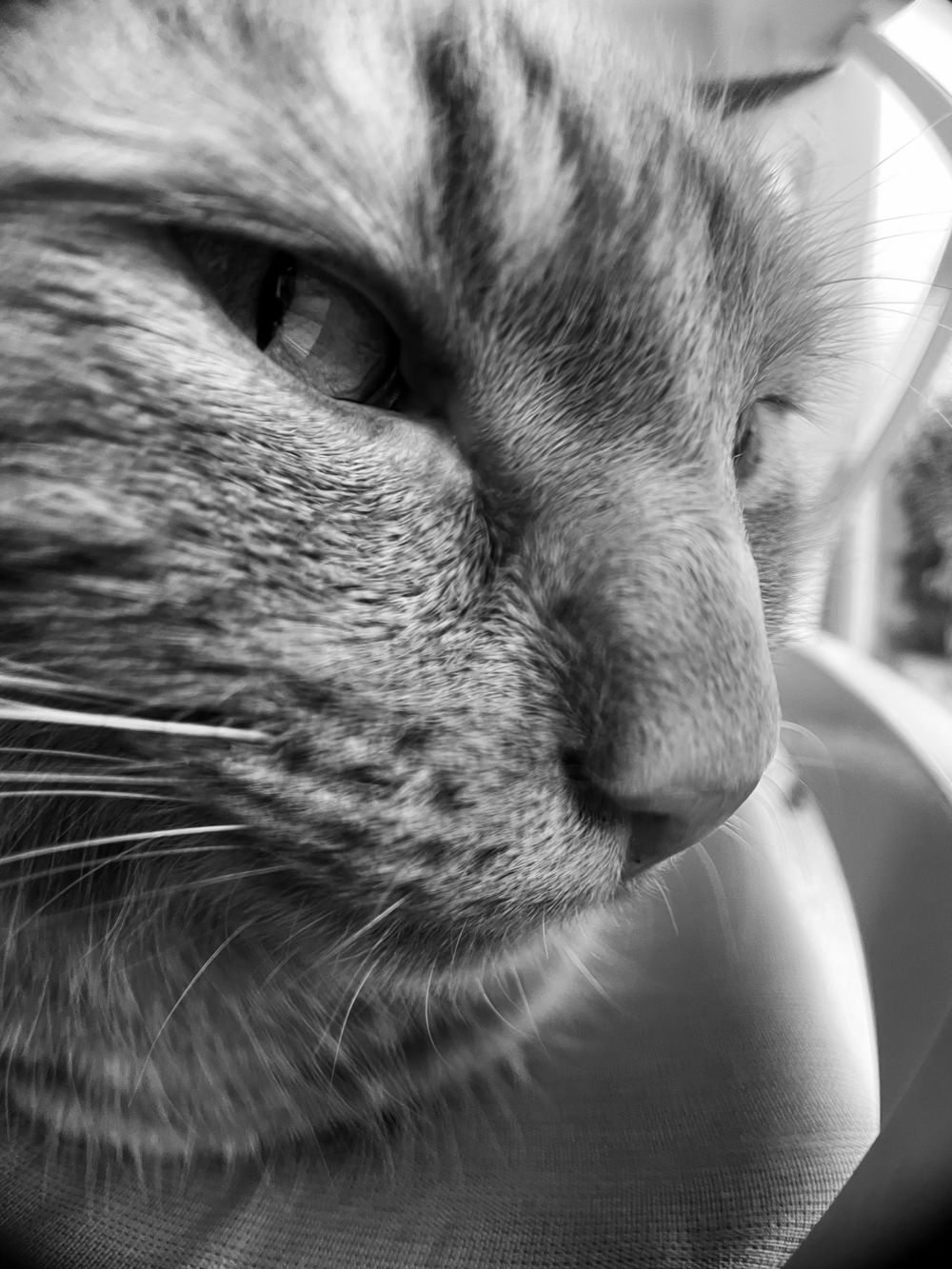 Close-up black and white portrait of a cat's face showing detailed fur texture and one eye in dramatic lighting.