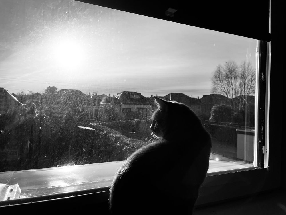 A silhouetted cat sits in a window looking out over a neighborhood scene in black and white photography.