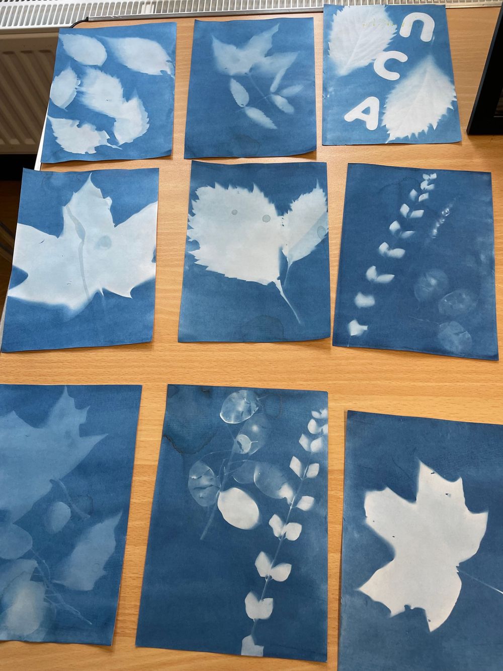 Cyanotype prints featuring white silhouettes of leaves and natural elements arranged on a wooden table.
