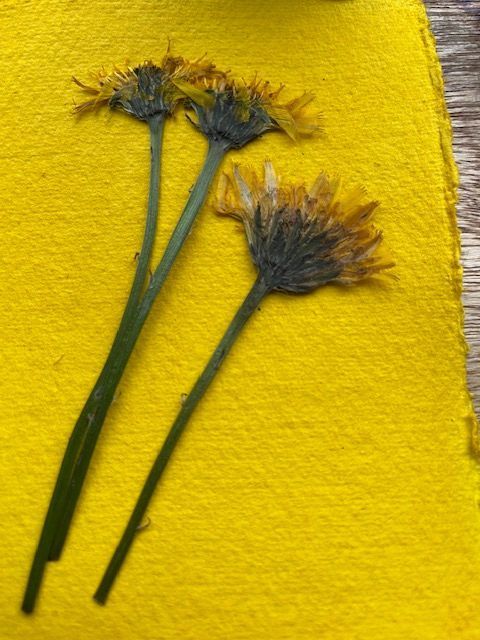 Two dried brown dandelion flowers with long stems arranged against a bright yellow background.