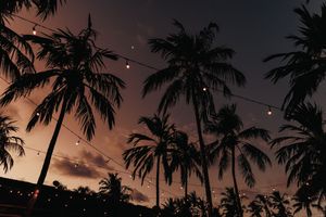 Silhouettes of palm trees against a dusky orange sky with string lights hanging between them at sunset.