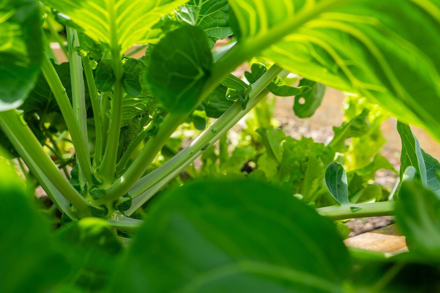 Water droplets glistening on bright green leaves in sunlight creating a natural macro view.