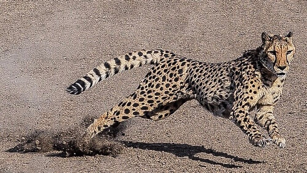 Cheetah with spotted coat resting on dusty ground showing its distinctive markings.