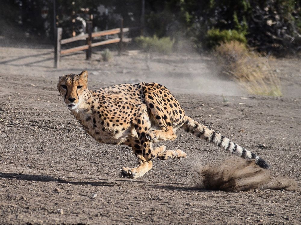 Cheetah sprinting across dusty terrain with its tail extended for balance.