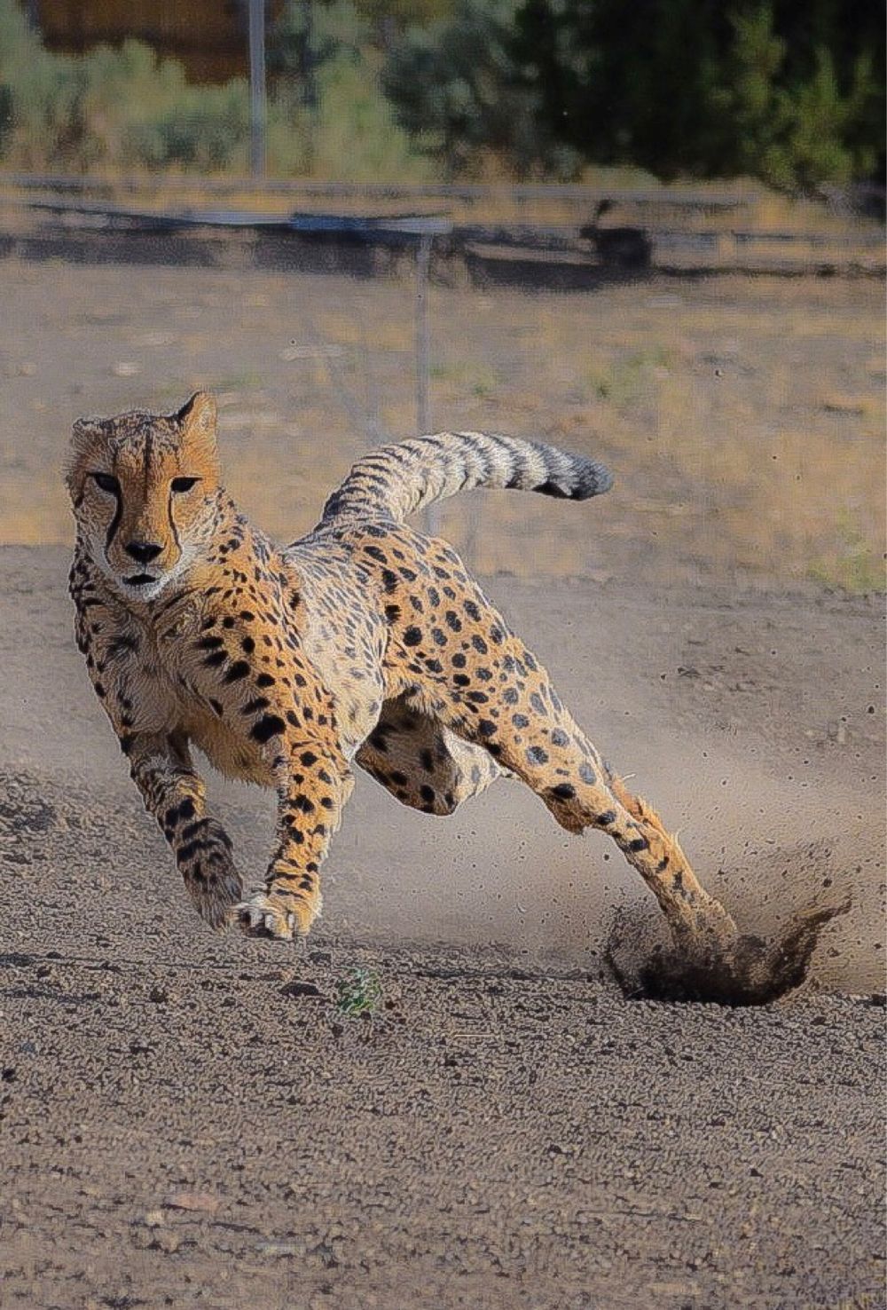 Cheetah in mid-sprint kicking up dust as it accelerates across dry ground.