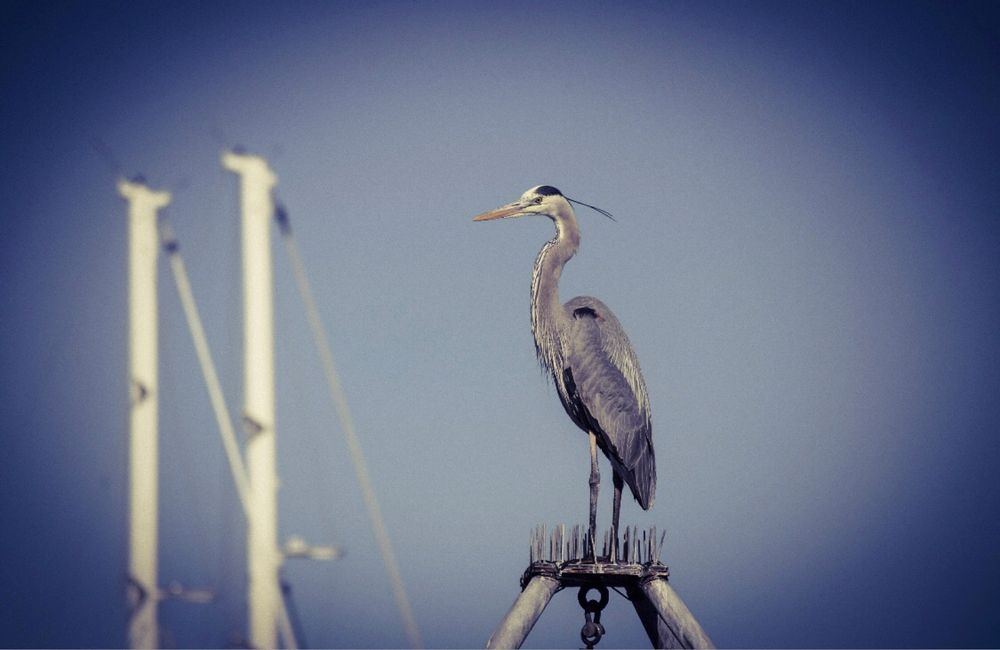 A great blue heron perched on a pole silhouetted against a misty sky.