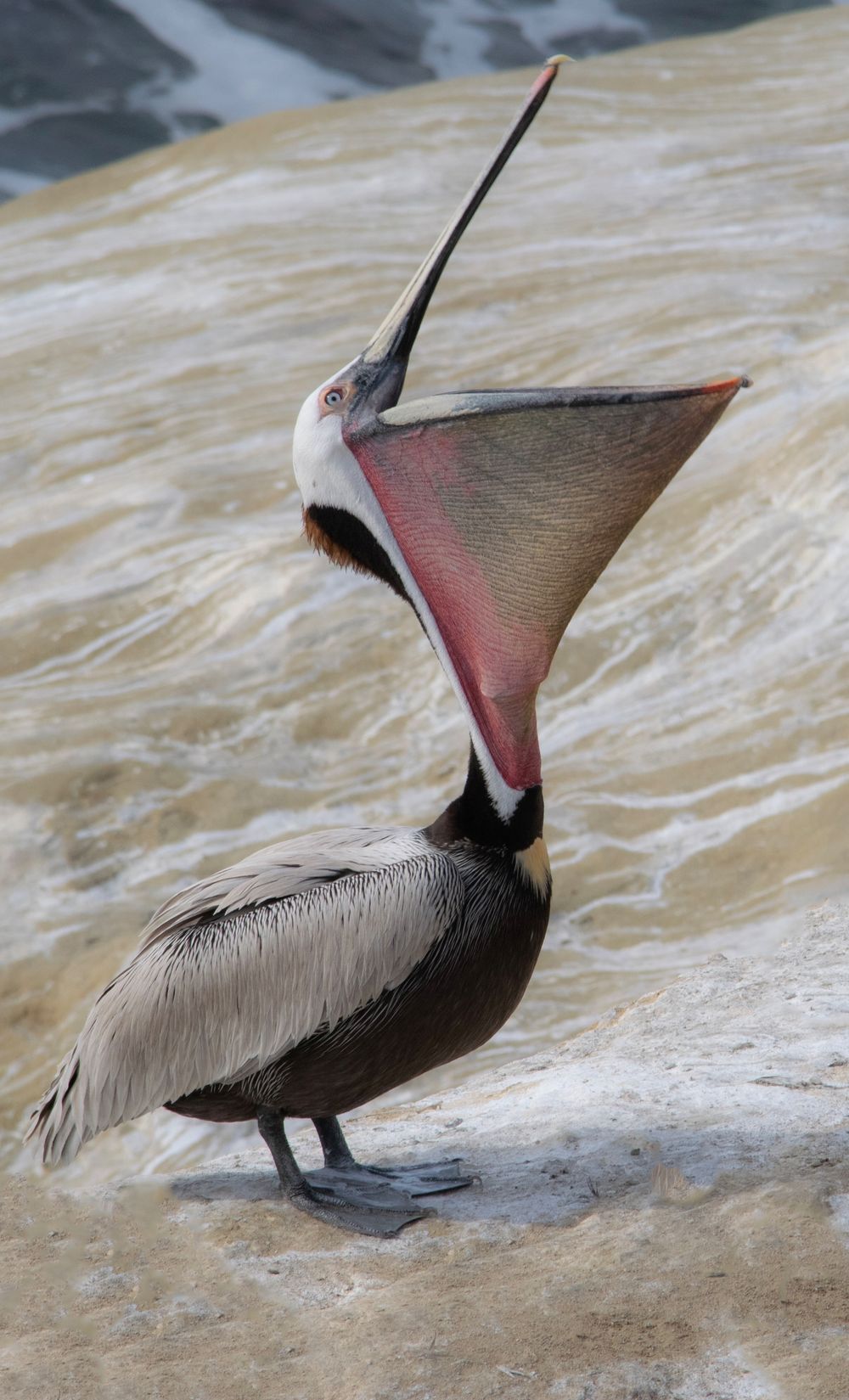 Brown pelican resting on rocky shore near rushing water.
