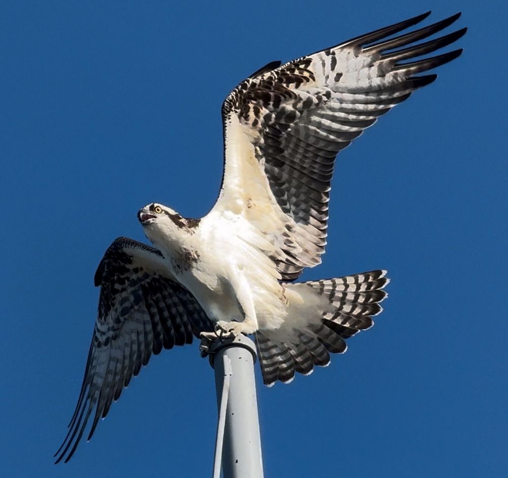 An osprey stretching its wings against a vibrant blue sky.