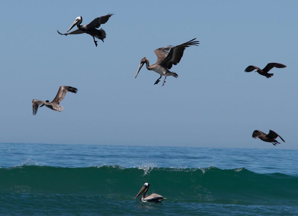 Pelicans diving into ocean waves to catch fish.