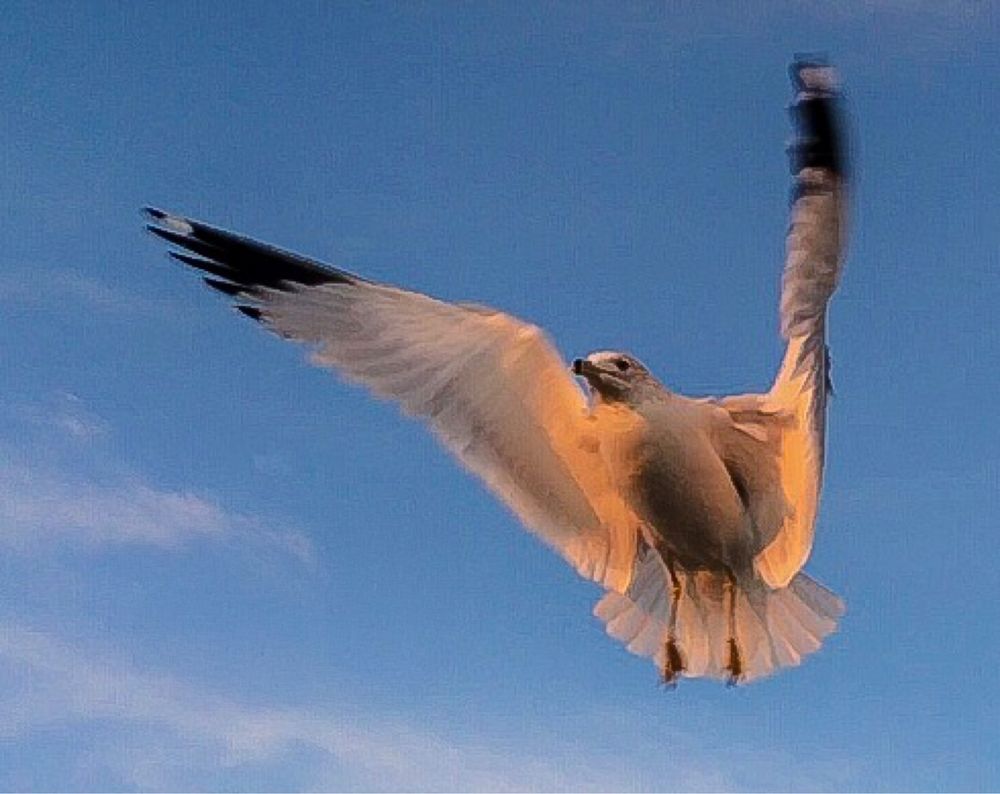 Seagull gliding through clear blue skies at sunset.