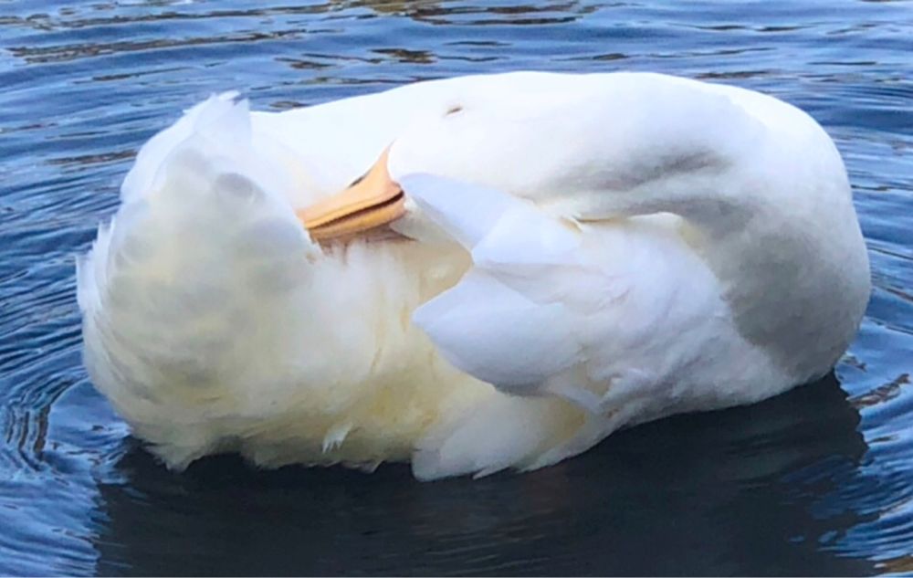 White duck floating peacefully on calm blue water.