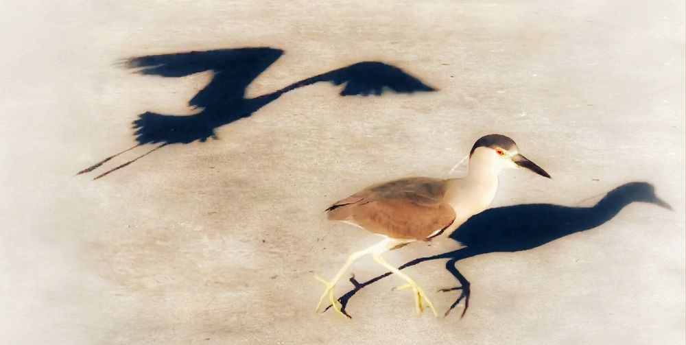 Shadow silhouettes of a black crowned night heron cast on a sandy beach.