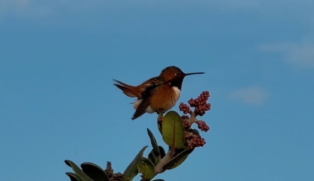 A tiny hummingbird perched on a flowering plant against a blue sky.
