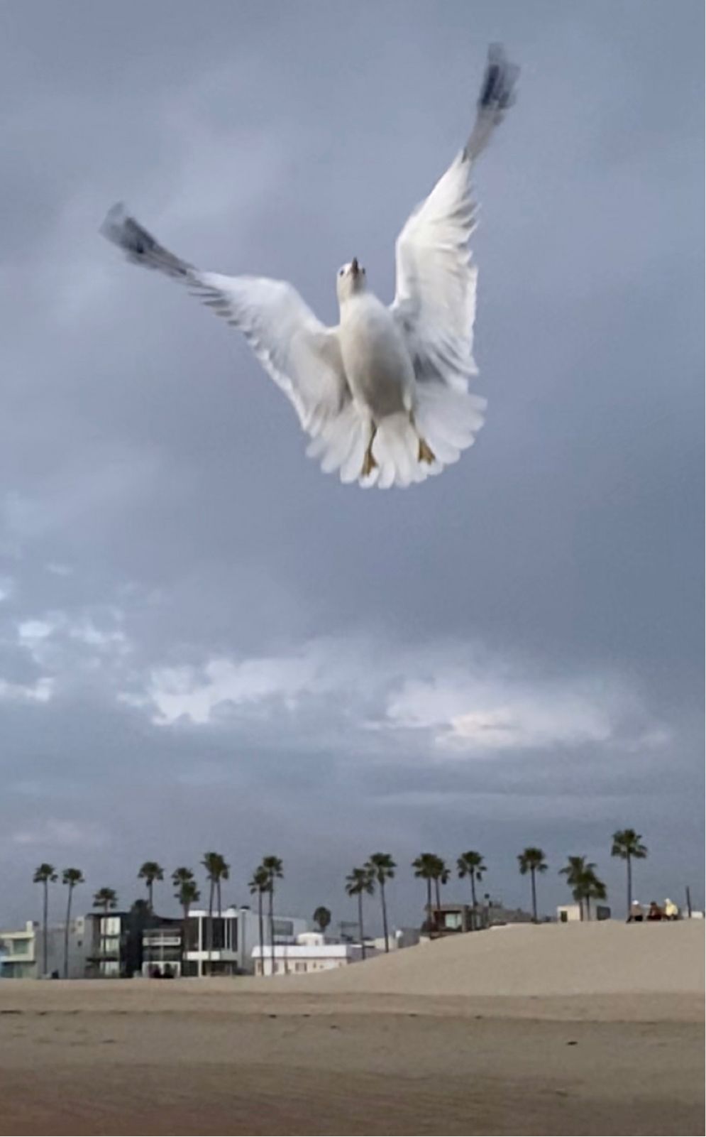 A seagull spreads its wings against a cloudy sky with palm trees and beach buildings in the background.