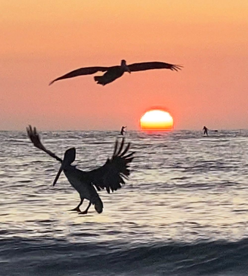 Two pelicans silhouetted against an orange sunset over the ocean.