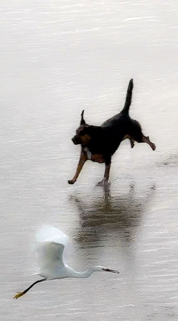 A dog and white egret creating contrasting movement on a misty beach.