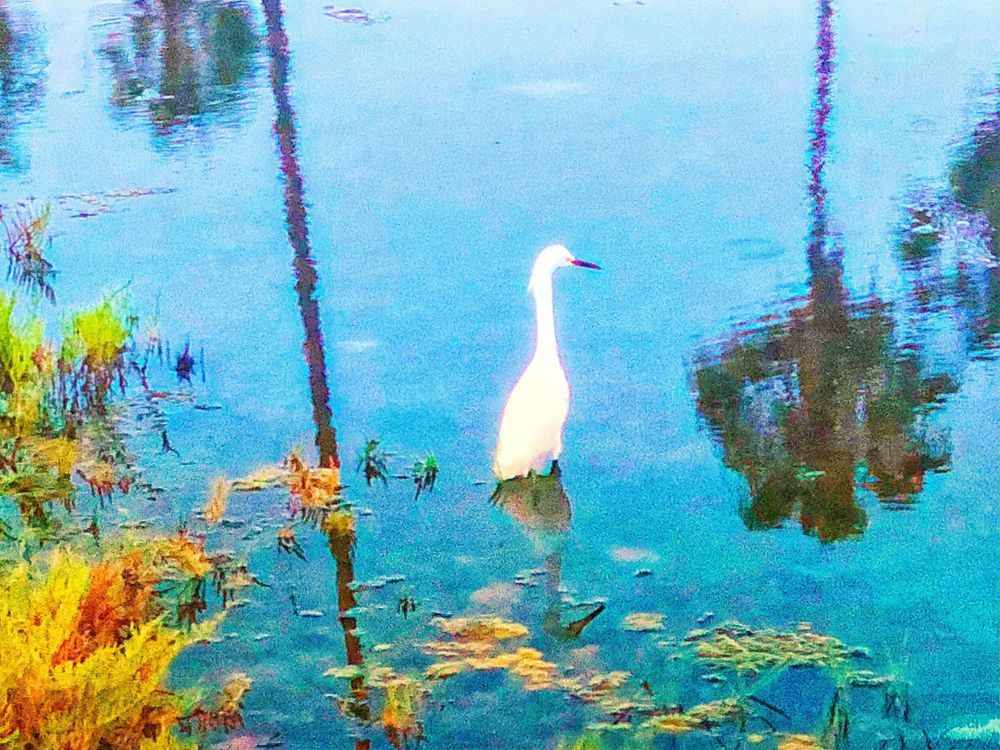 White egret standing in vibrant blue water surrounded by lily pads and reflected palm trees.