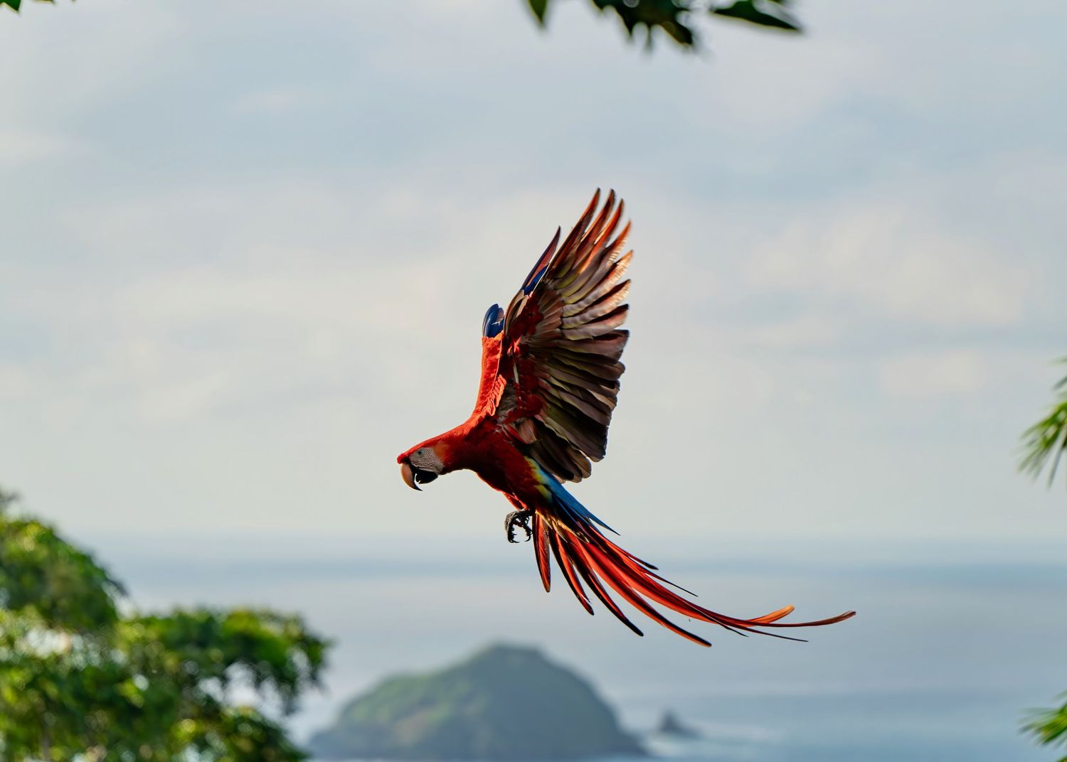 A vivid scarlet macaw captured mid-flight with its wings spread high and Manual Antonio, Costa Rica coastline in the background.