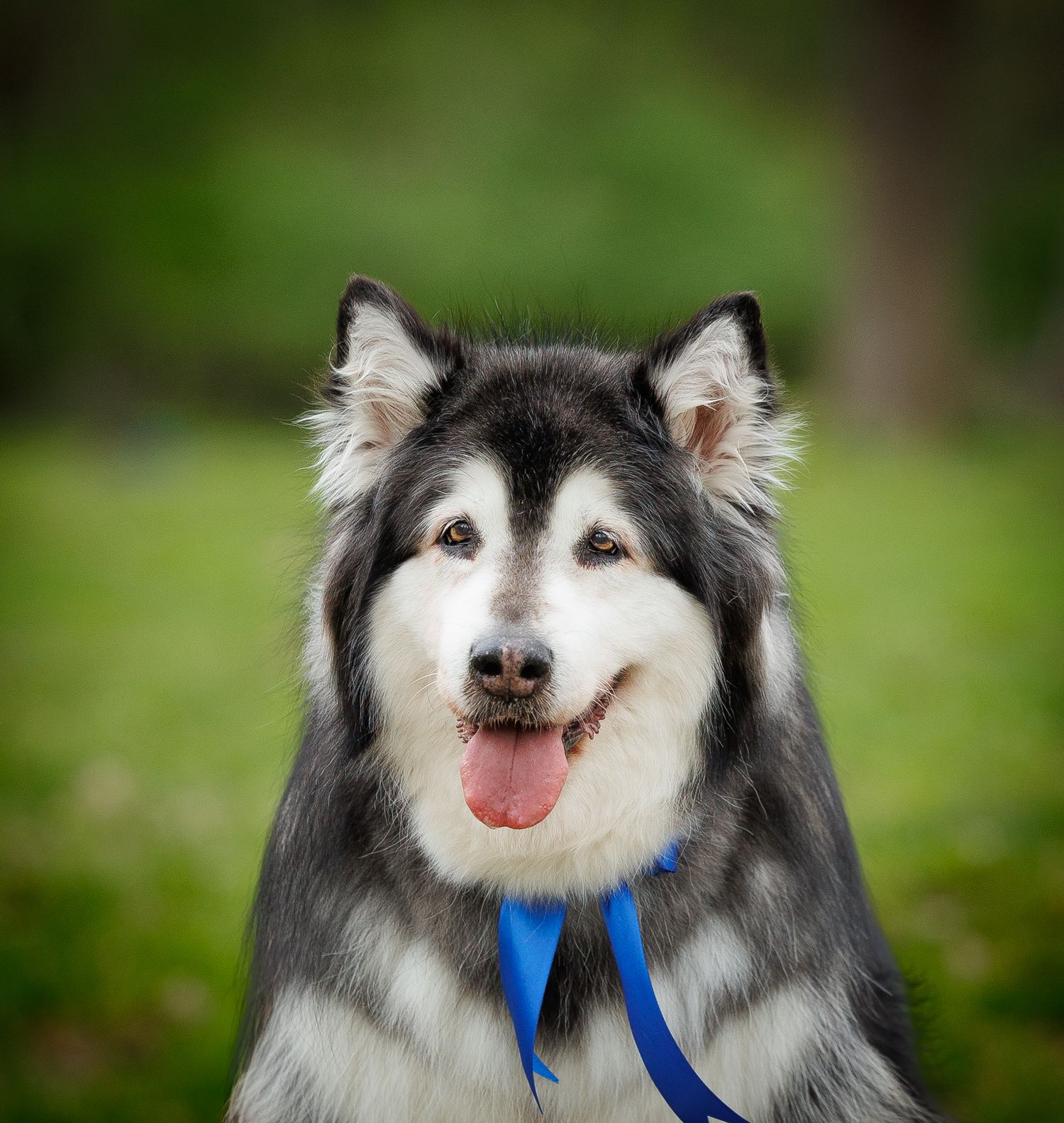 A fluffy Alaskan Malamute with blue leash smiles with tongue out against green bokeh background.