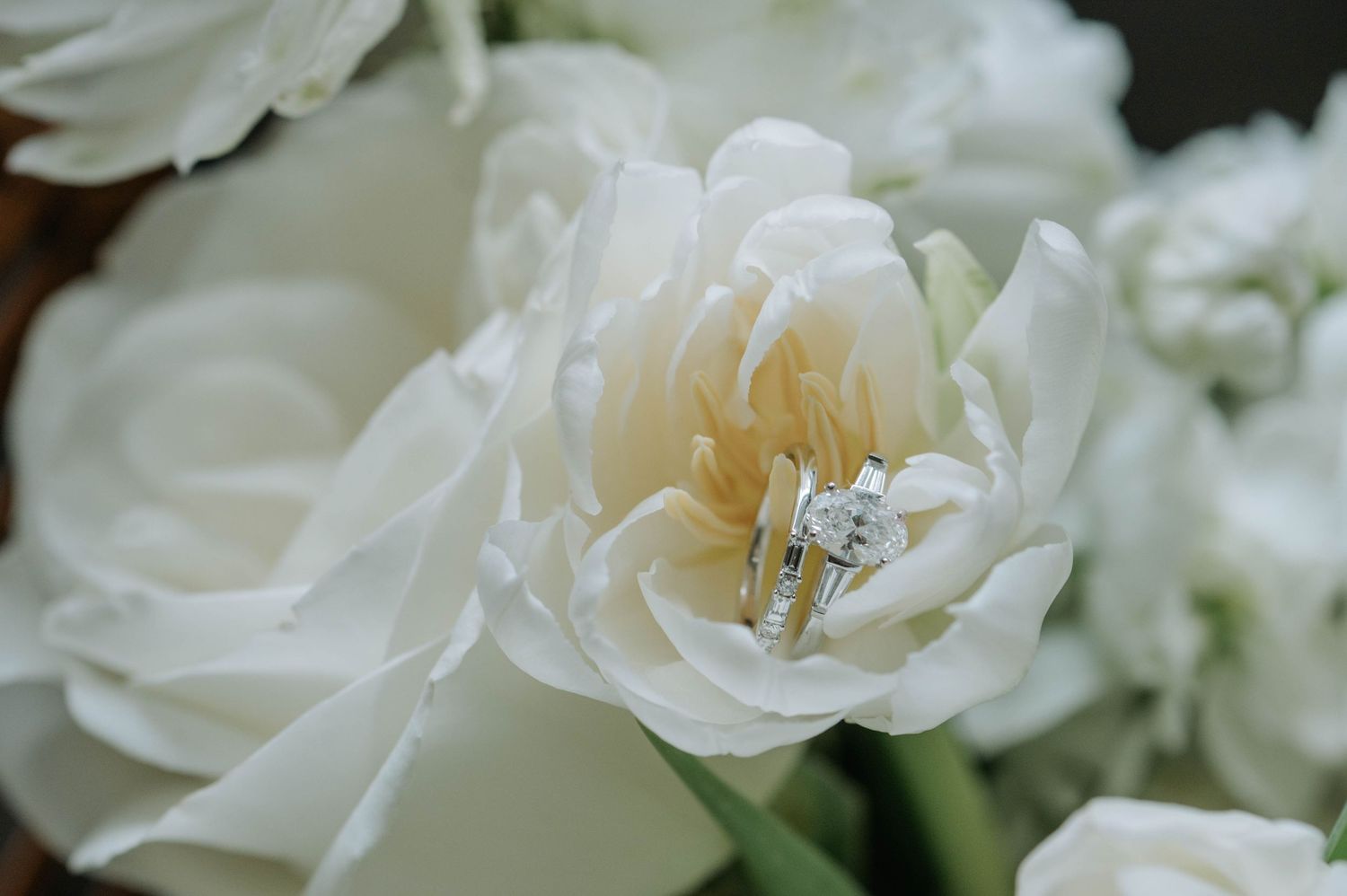 Delicate white gardenias bloom in soft natural light with blurred bokeh background creating an ethereal garden scene.