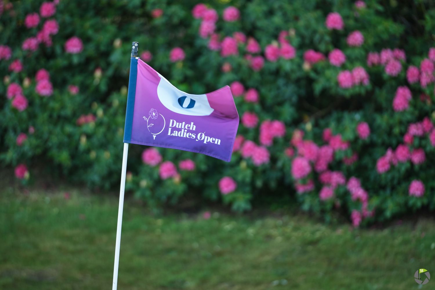 A purple and pink golf flag waves in front of a garden filled with vibrant pink flowers.