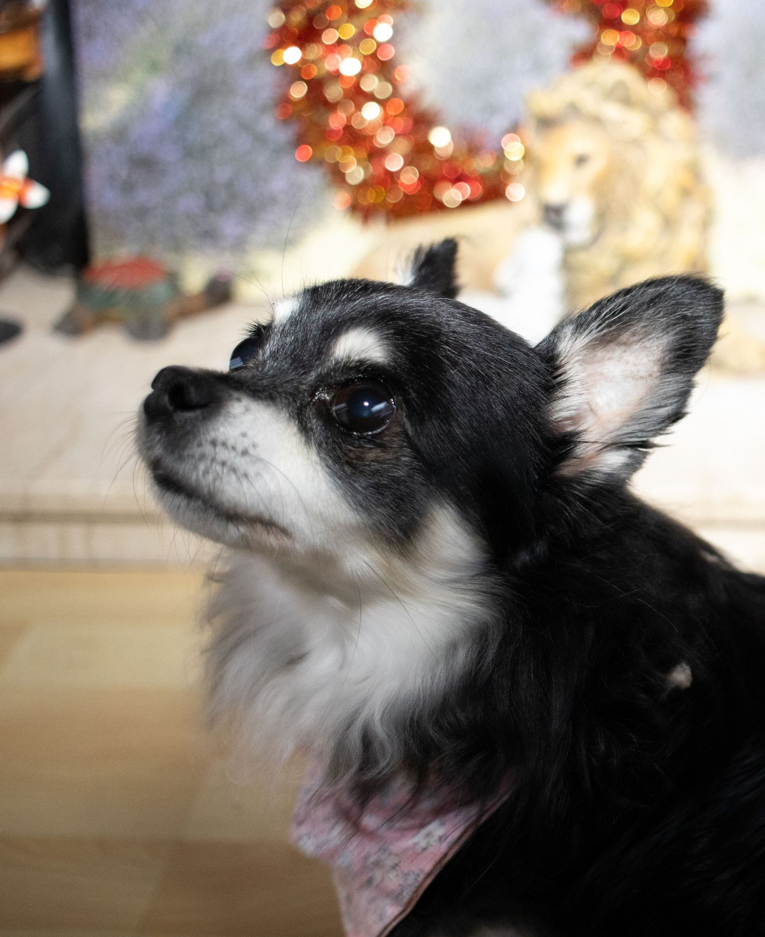 Close-up of a black and white Chihuahua looking upward with bokeh lights in the background.