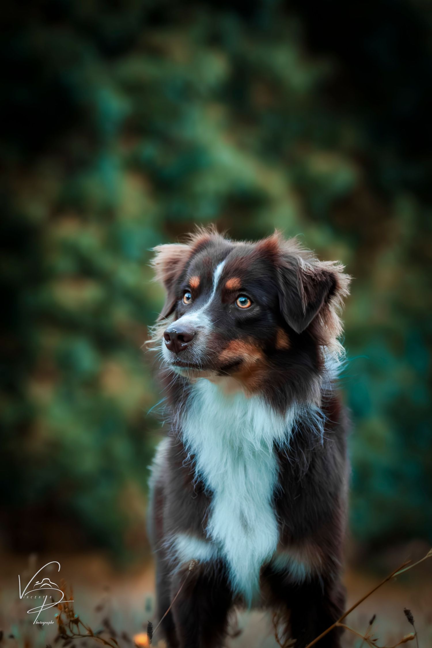 Australian shepherd dog with striking facial markings gazes upward.