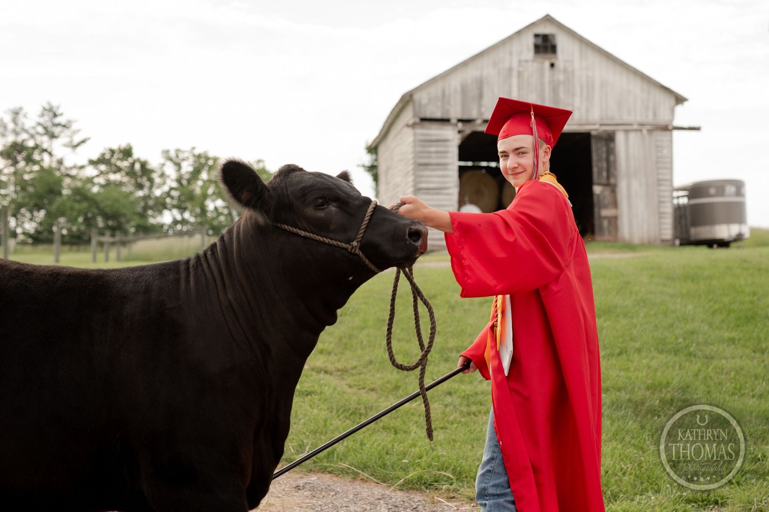 Graduate in red cap and gown poses with black cow in front of rustic barn.